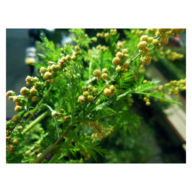 Graines d'Artemisia annua